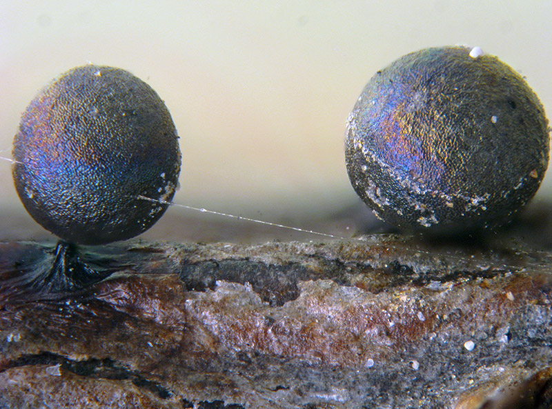 Lamproderma, forse ovoideoechinulatum